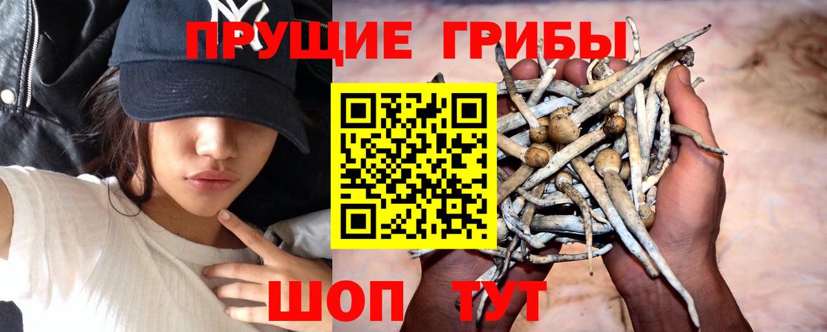 Псилоцибиновые грибы Cubensis Сокол